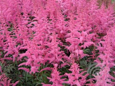 Astilbe (J) 'Rheinland'