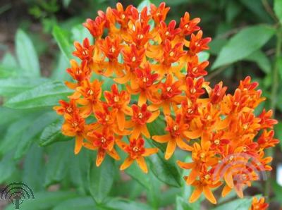 Asclepias tuberosa