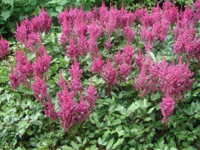 Astilbe chinensis 'Vision in Pink'®