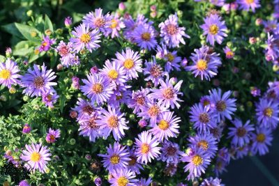 Aster 'Wood's Purple'