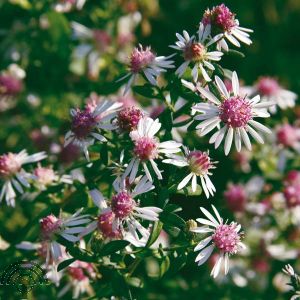 Aster lat. 'Lady in Black'