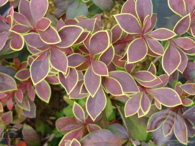 Berberis thunb. 'Golden Ring'