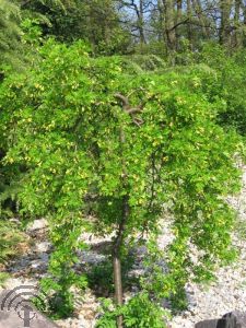 Caragana arborescens 'Pendula'
