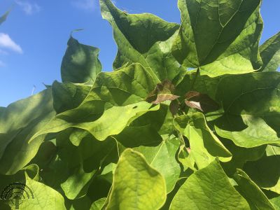 Catalpa bignonioides