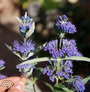 Caryopteris cland. 'Blue Empire' 