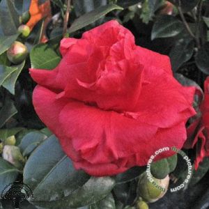 Camellia j. 'Adolphe Audusson'