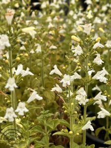 Calamintha nepeta 'Marvelette White'