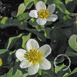 Caltha palustris 'Alba'