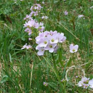 Cardamine pratensis