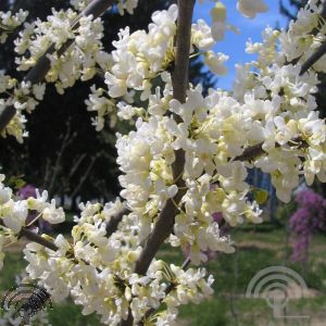 Cercis chinensis 'Shirobana'