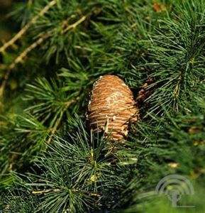 Cedrus deod. 'Pendula'