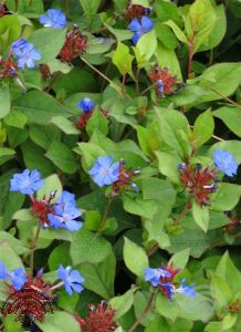 Ceratostigma plumbaginoides