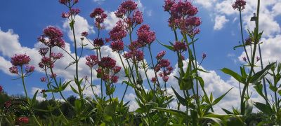 Centranthus ruber 'Coccineus'