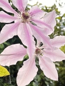 Clematis 'Nelly Moser'