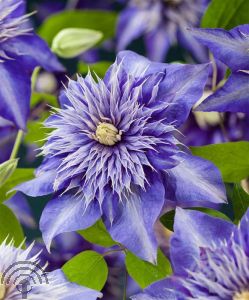 Clematis 'So Many® Blue Flowers' PBR