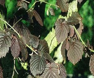 Corylus avellana 'Rode Zellernoot'