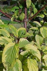 Cornus alba 'Spaethii'