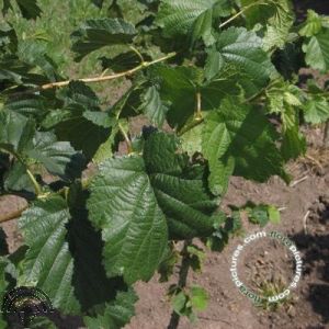 Corylus colurna