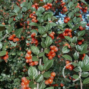 Cotoneaster dielsianus