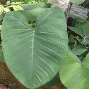 Colocasia esculenta