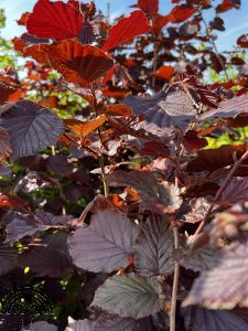 Corylus max. 'Purpurea'