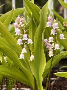 Convallaria maj. 'Rosea'