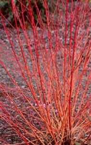 Cornus sang. 'Midwinter Fire'