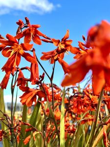 Crocosmia 'Emily McKenzie'