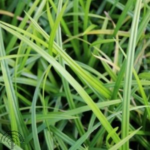 Carex 'Irish Green'