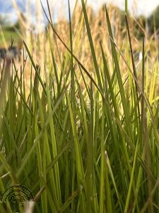 Deschampsia cesp. 'Goldtau'