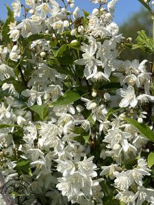 Deutzia gracilis