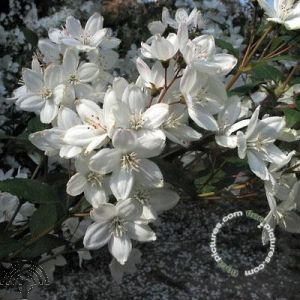 Deutzia rosea 'Campanulata'