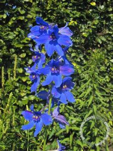 Delphinium (B) 'Völkerfrieden'