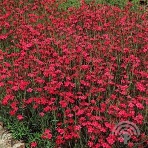 Dianthus delt. 'Brilliant'