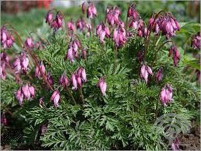 Dicentra formosa 'Luxuriant'