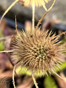 Dipsacus fullonum