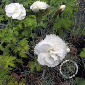 Dianthus (P) 'Haytor White'