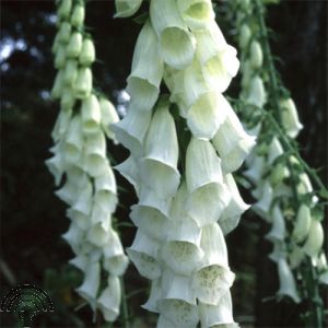 Digitalis purp. 'Alba'