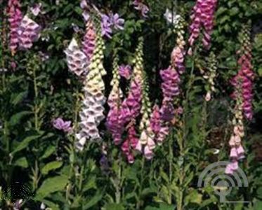 Digitalis purp.'Excelsior Hybrids'