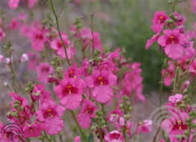 Diascia 'Ruby Field'