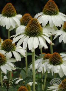 Echinacea purp. 'Alba'