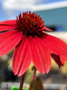 Echinacea purp. 'Lakota Red'