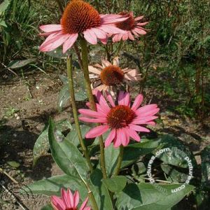 Echinacea purp. 'Rubinstern'