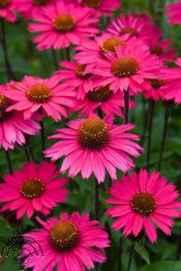 Echinacea purp. 'Sensation Pink'®