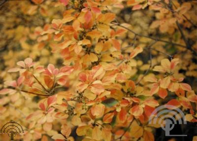 Enkianthus camp. 'Red Bells'