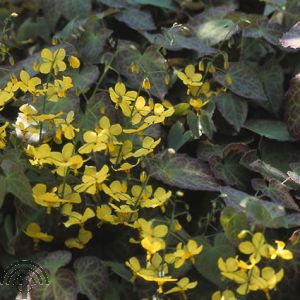 Epimedium perralc. 'Frohnleiten'