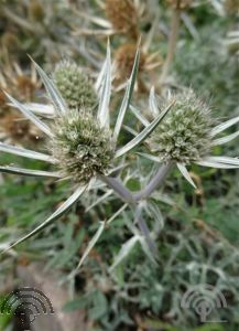 Eryngium bourgatii