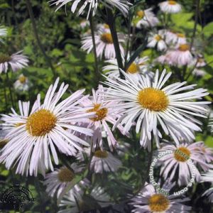 Erigeron 'Sommerneuschnee'