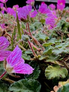 Erodium variabile 'Bishop's Form'