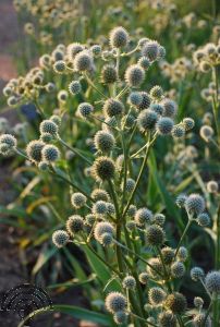 Eryngium yuccifolium